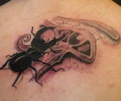 Beetle Tattoos Tattoo Designs