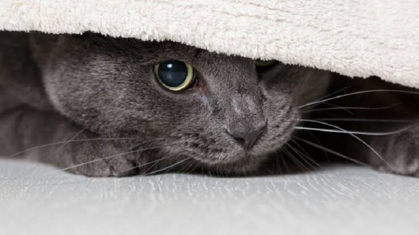 hiding behaviour in cats