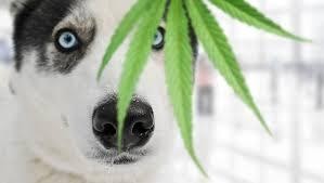 CBD Legal For My Dogs To Take