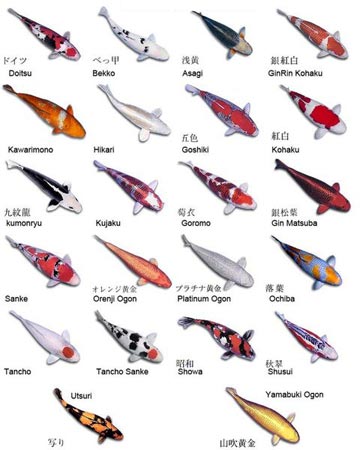 Types of Koi Fish Tattoos Picture