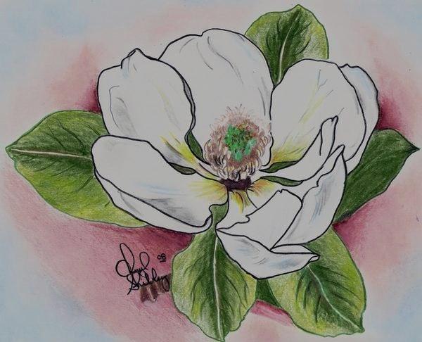 Magnolia Drawing By Cheryl Shibley Magnolia Fine Art Prints And