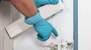 mold inspection and testing