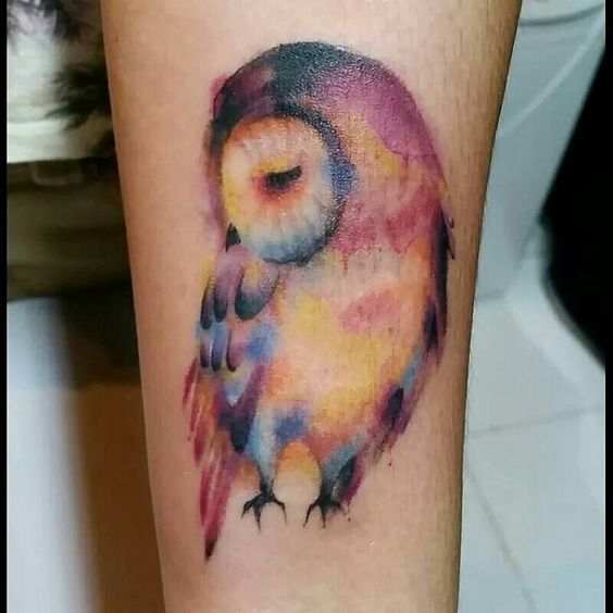 owl