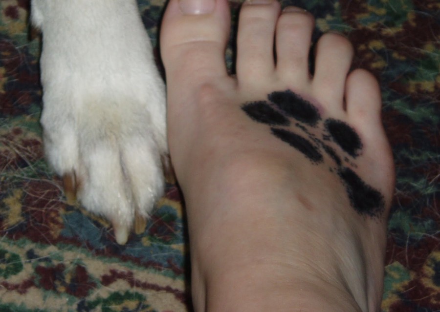 Dog Paw Lovely Apidae Tattoo Body Art