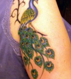 Peacock Tattoo Design on Arm for Women