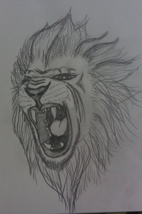 Roaring Sketch Tattoo Lion Tattoo