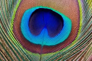 Cool Peacock Feather Tattoo Design