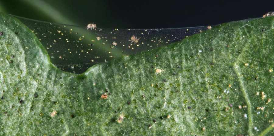 spider mites