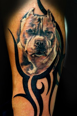 Men Pit Bull Tattoos HD Photos