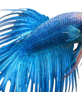 What is the Average Size of a Giant Betta Fish?