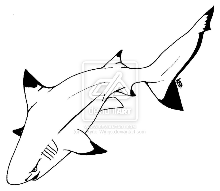 Tattoo Shark By Valkyriewings On Deviantart